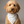 Load image into Gallery viewer, Brown dog wearing a white bandana with black polka dots on a gray background
