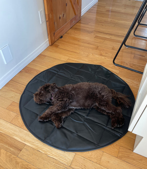 Dog lying on a black pet bed on a wooden floor