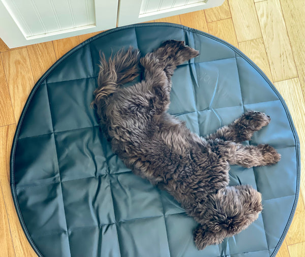Dog lying on a round, dark-colored mat indoors.