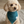 Load image into Gallery viewer, Small dog wearing a teal bandana with a visible brand tag on a neutral background
