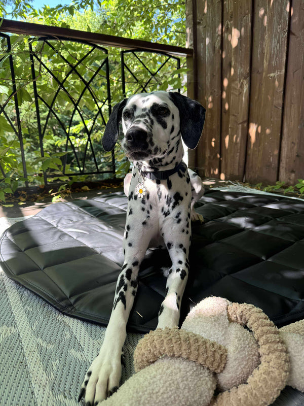 Dalmatian dog sitting on a cushioned chair outdoors with greenery in the background