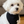 Load image into Gallery viewer, White dog wearing a black bandana indoors
