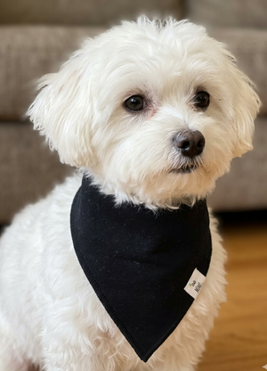 White dog wearing a black bandana indoors