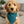 Load image into Gallery viewer, Puppy wearing a teal bandana in a living room setting
