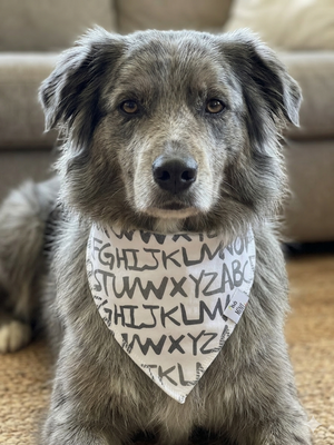 Dog wearing an alphabet patterned bandana sitting on a carpeted floor.