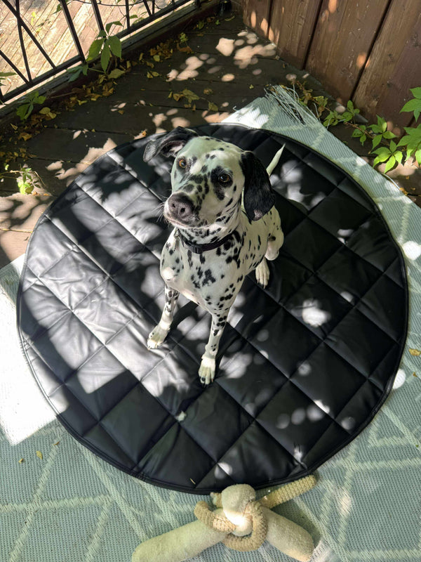 Dog sitting on a black quilted mat outdoors with plants and a fence in the background.