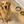 Load image into Gallery viewer, Golden retriever sitting on a wooden floor next to a pegboard mat with two bowls.

