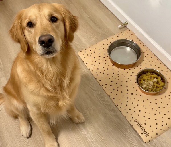 Golden retriever sitting on a wooden floor next to a pegboard mat with two bowls.