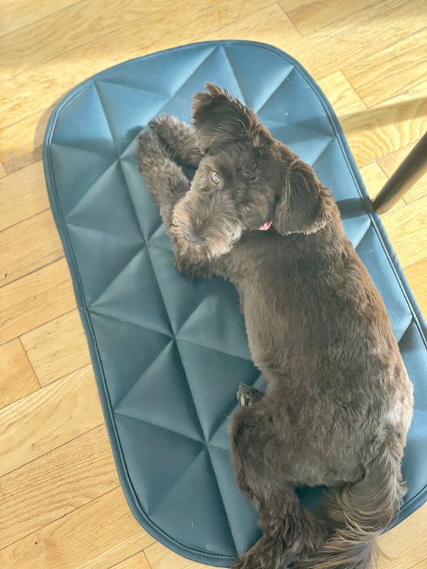 DOG TRAVEL BED | 16"x30" | Navy Blue