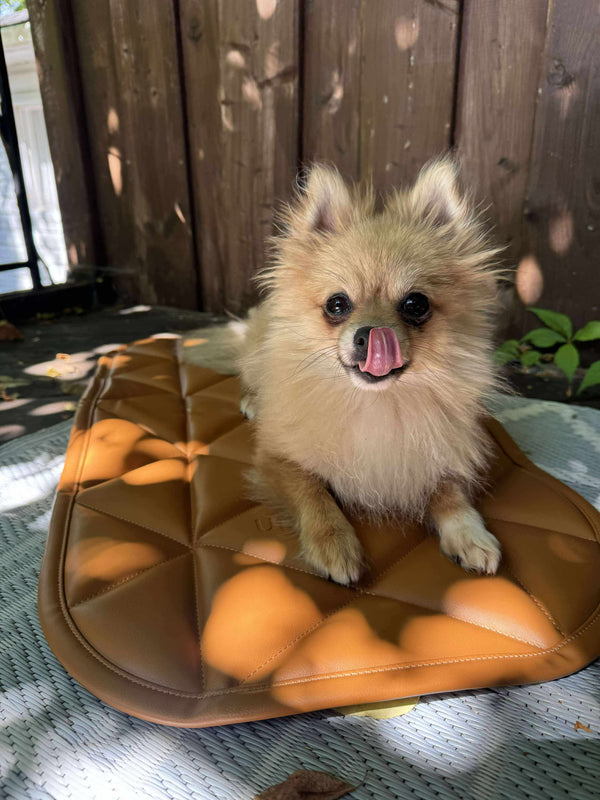 Small dog sitting on a brown cushion with a geometric pattern