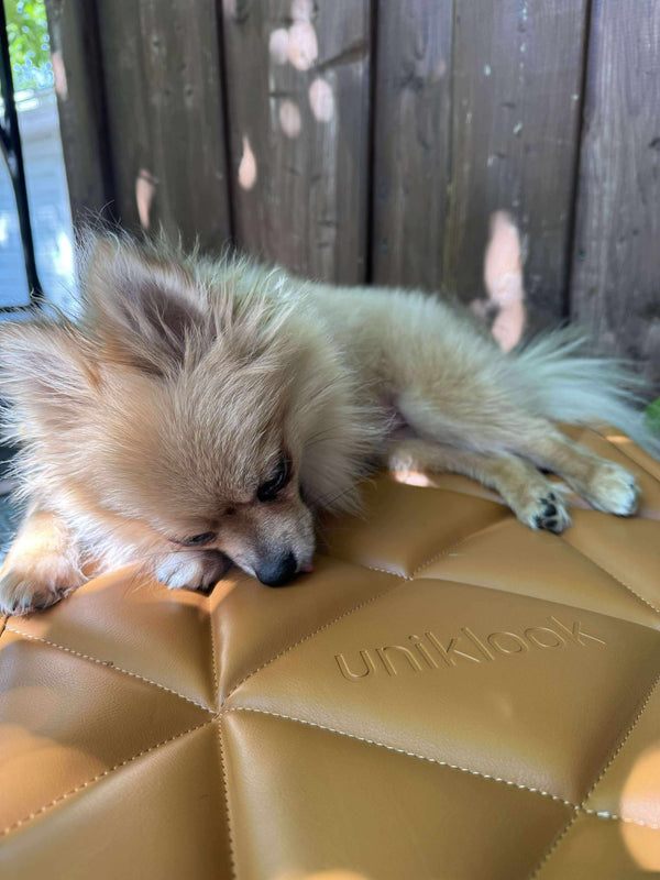 Small dog lying on a brown cushion with 'uniklook' branding